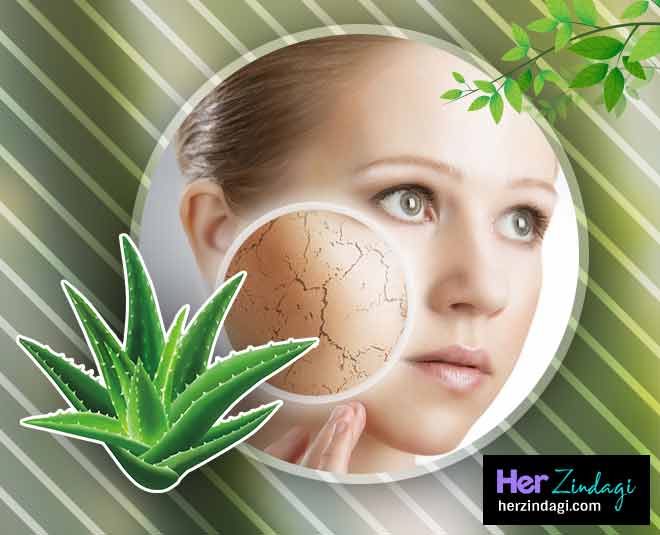 ड्राई स्किन के लिए aloevera can cure skin problems in summer inside