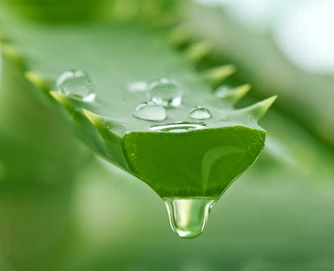 alovera herb for skin inside