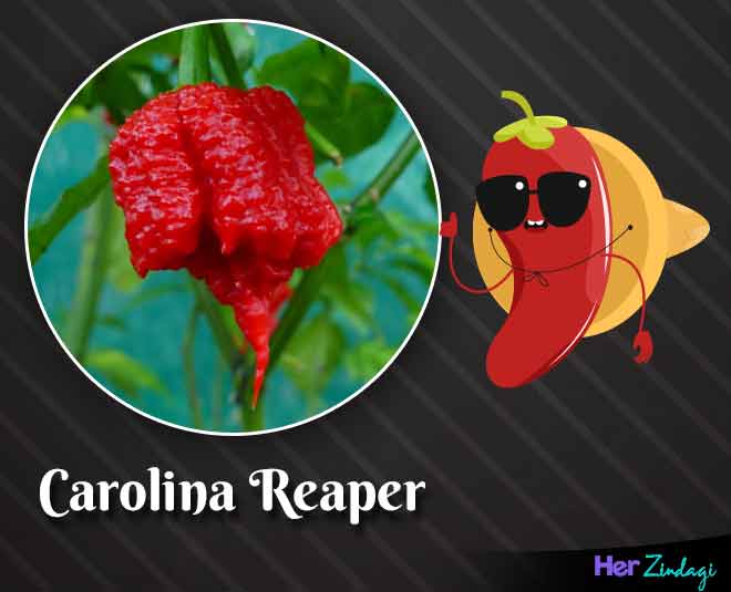 carolina reaper world hottest chilli peppers
