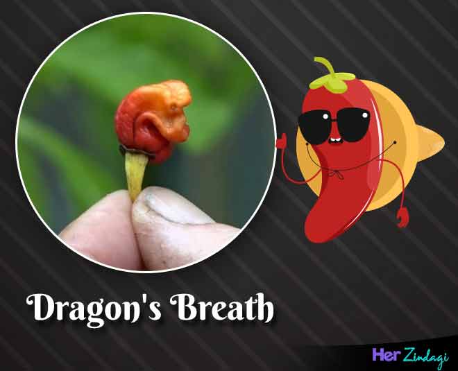 dragon breath world hottest chilli peppers