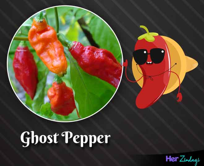 ghost pepper world hottest chilli