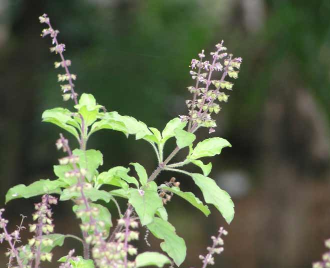 kitchen garden tulsi inside