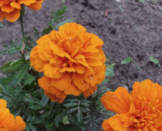 merry gold herb inside