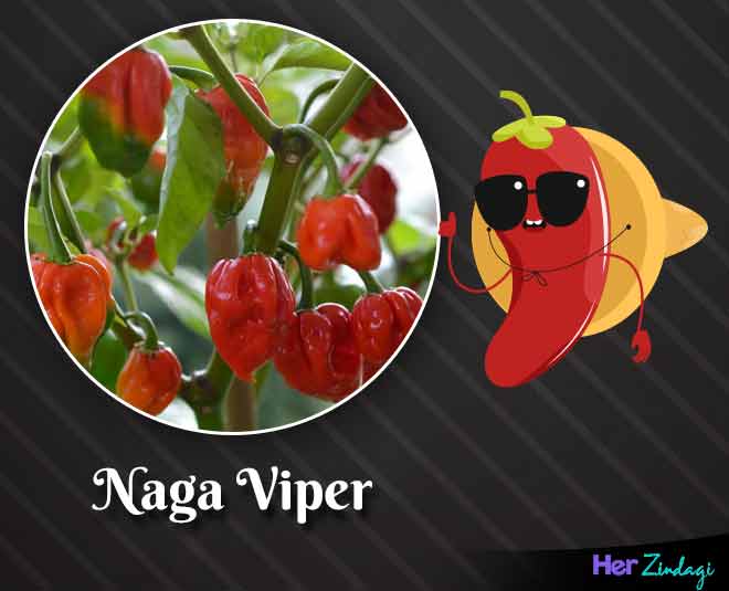 naga viper world hottest chilli peppers