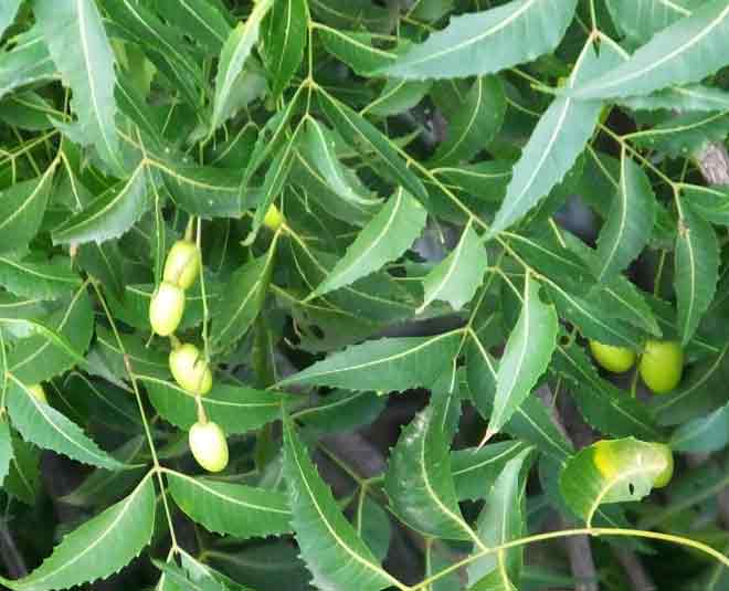 neem herb for skin inside