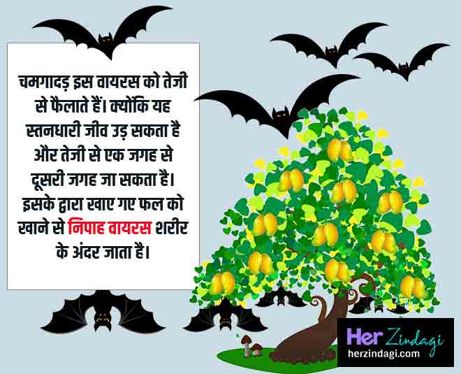 कैसे फैलता है यह वायरस? nipah virus INSIDE