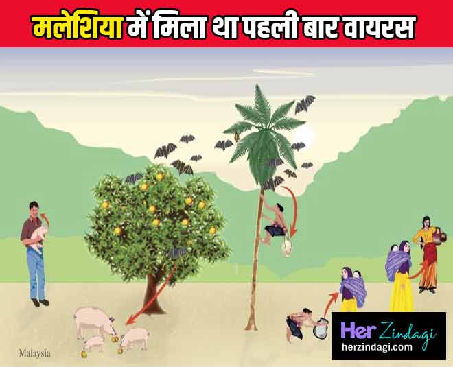 ऐसे पड़ा निपाह नाम nipah virus INSIDE
