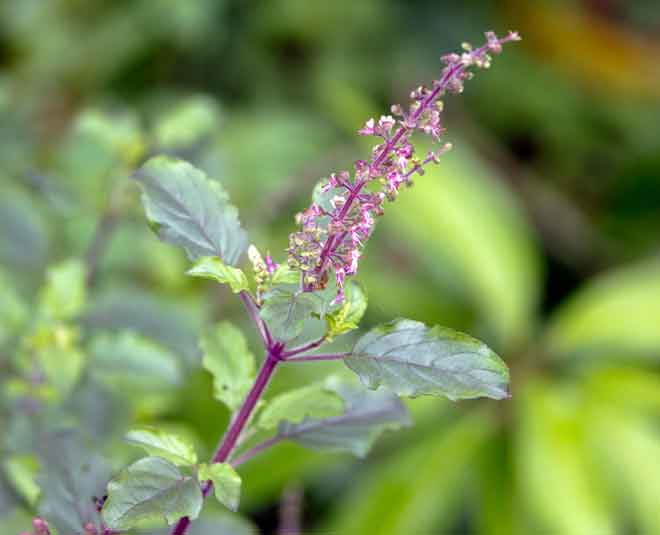 तुलसी का उपयोग sinus home remedies in