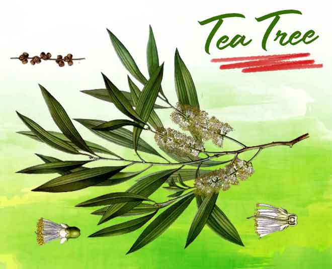 tea tree article