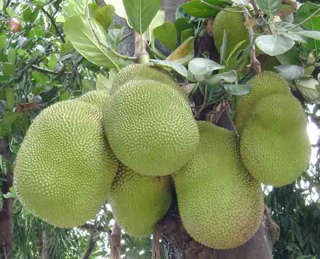 कटहल के बीज से करें वेट गेन these fruit seeds you can eat in