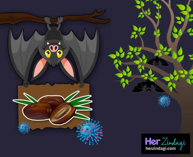 these three fruits are the reason of nipah virus date palm inside 