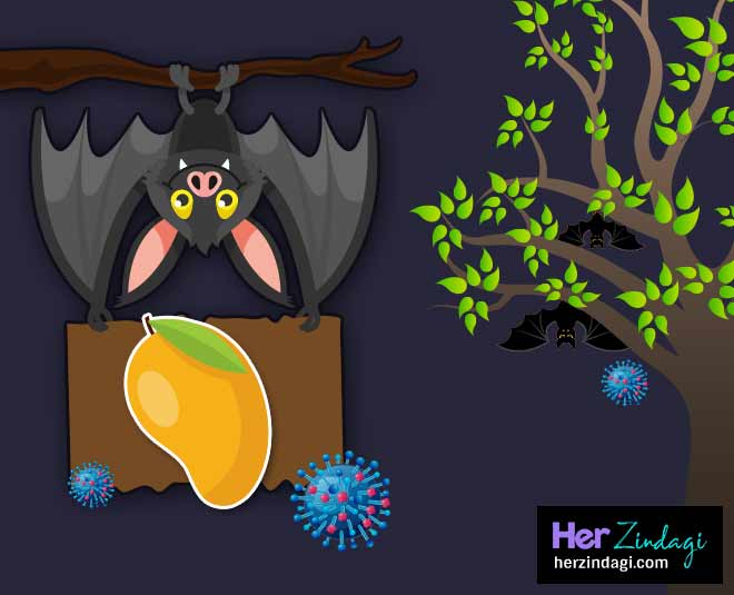 these three fruits are the reason of nipah virus mangoinside 