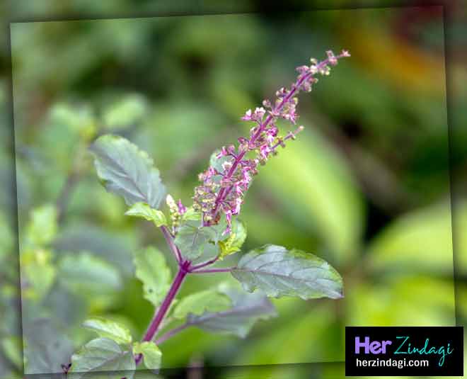 tulsi toner beauty
