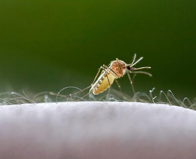 शरीर के केमिकल्स why do mosquitoes bite some people more inside