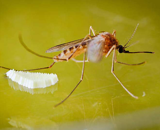 इस एमिनो एसिड से मादा मच्छर के अंडों का होता है विकास why do mosquitoes bite some people more inside