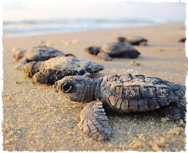 goa free things  to do 