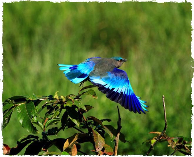 bharat bird sanctuary migratory birds wild animals inside
