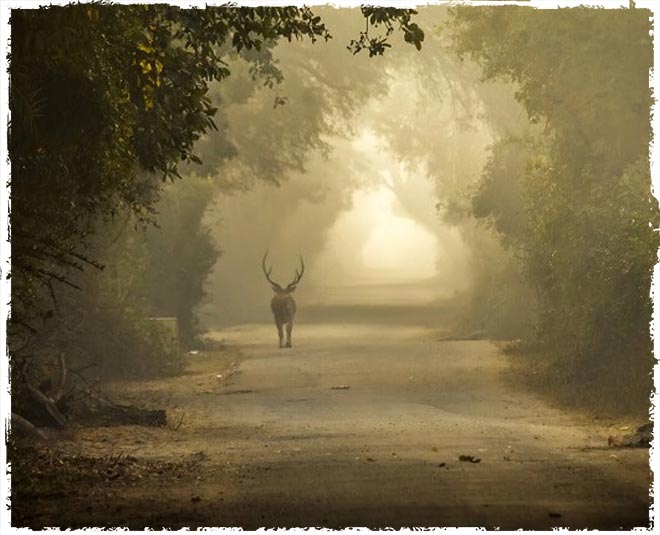 bharat bird sanctuary migratory birds wild animals inside