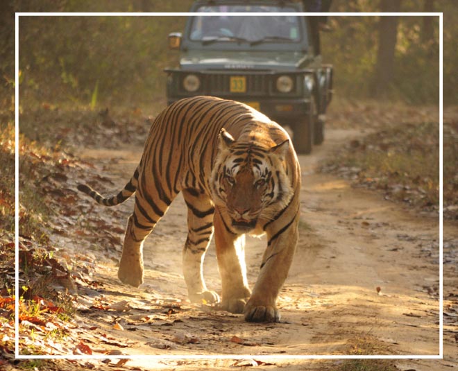 celebrity travel destination kanha tiger reserve inside