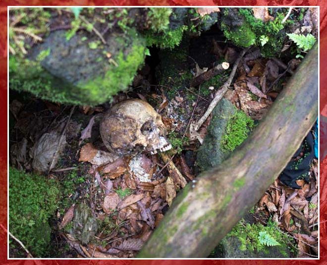japan suicide forest  aokigahara 