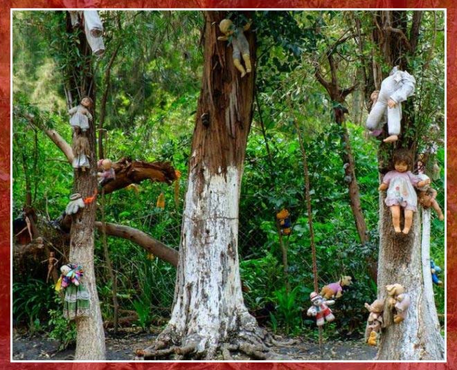 japan suicide forest  aokigahara 