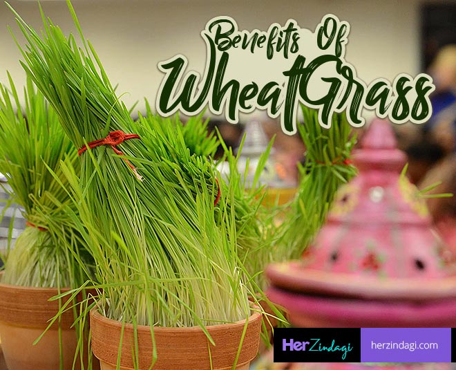 Wheatgrass benefits clearance in hindi