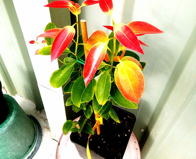 cinnamon in kitchen garden inside  skype