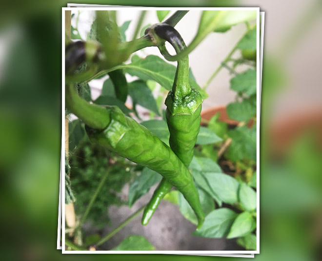 radhika apte beauty and fitness inside