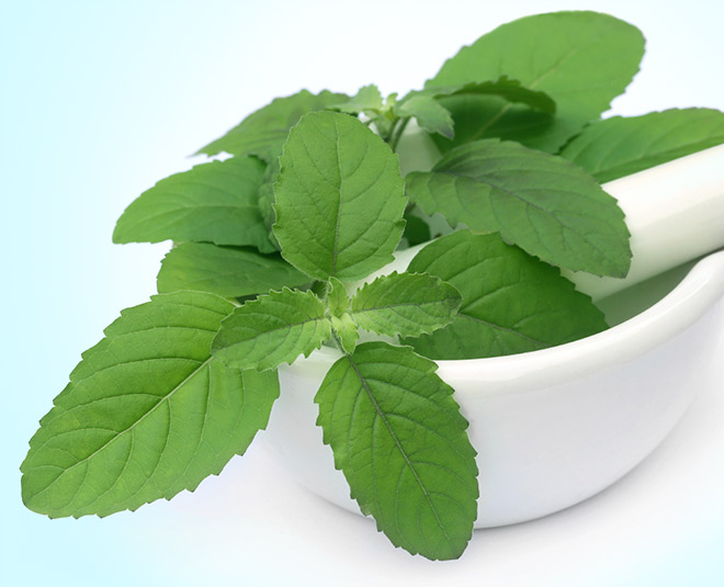 tulsi for stress booster inside