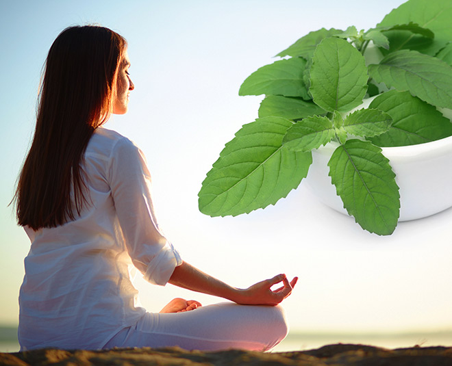 tulsi for stress booster inside