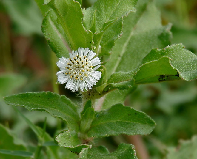 bhringaraj flower for hair beauty