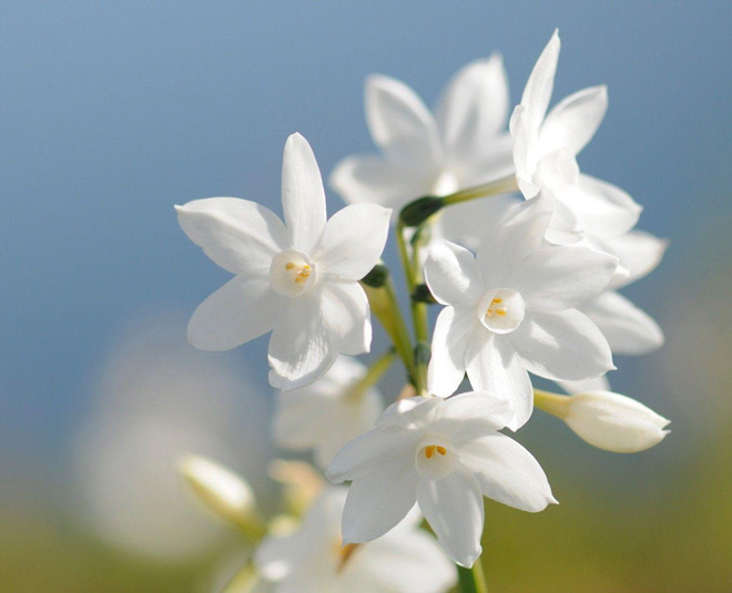 jasmine for glowing skin card ()