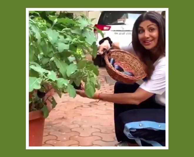 shilpa shetty gardening at home
