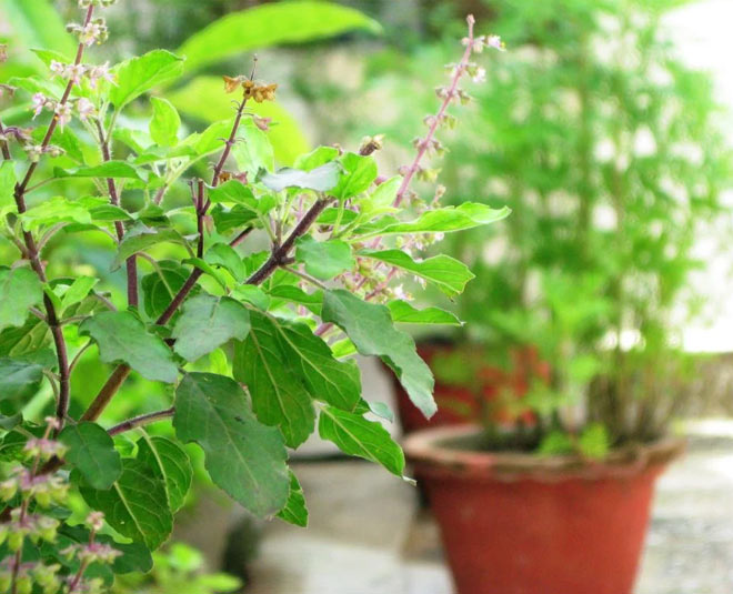 tulsi plant akshaya tritiya