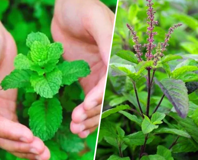 tulsi pudina facepack inside 