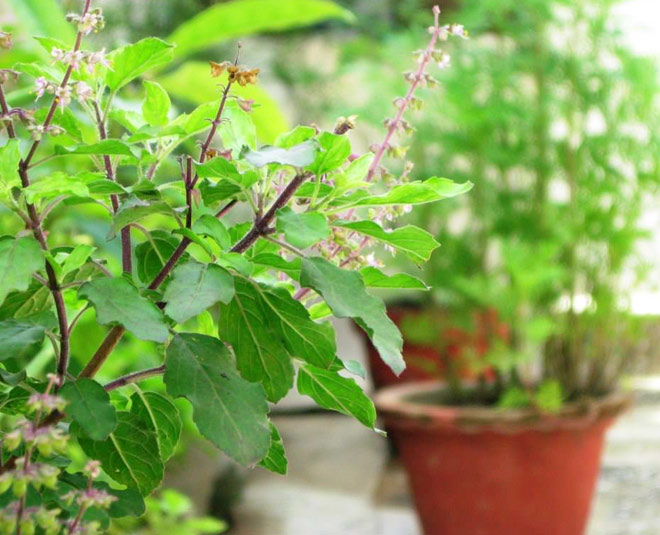 Vastu For Lotus Pond