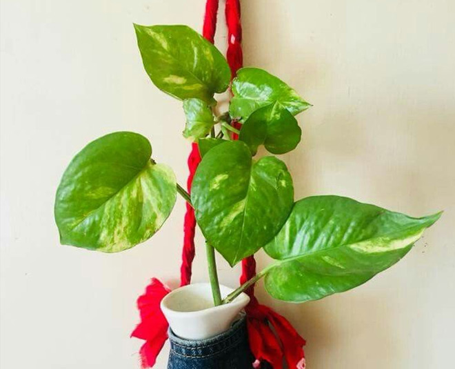 Vastu Plants For South Facing House