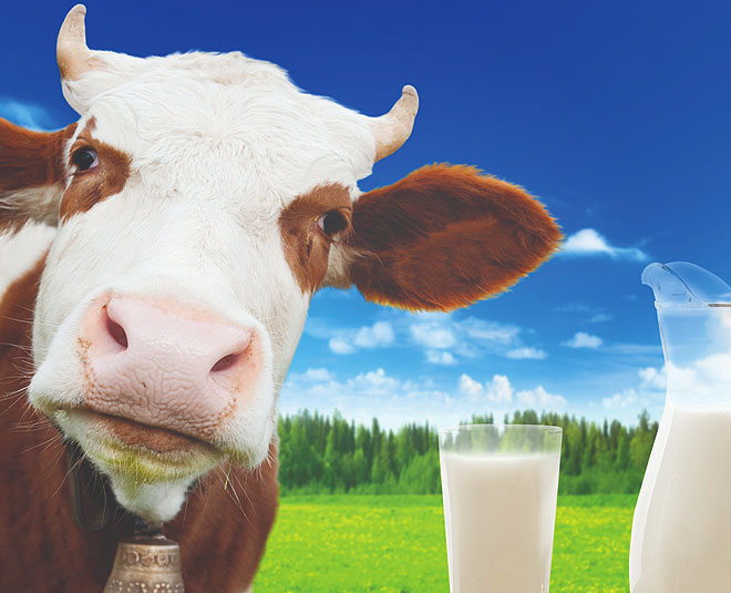 cow milk health inside 