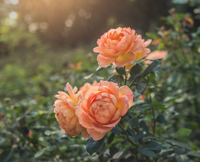 gardening for relieving from stress inside 