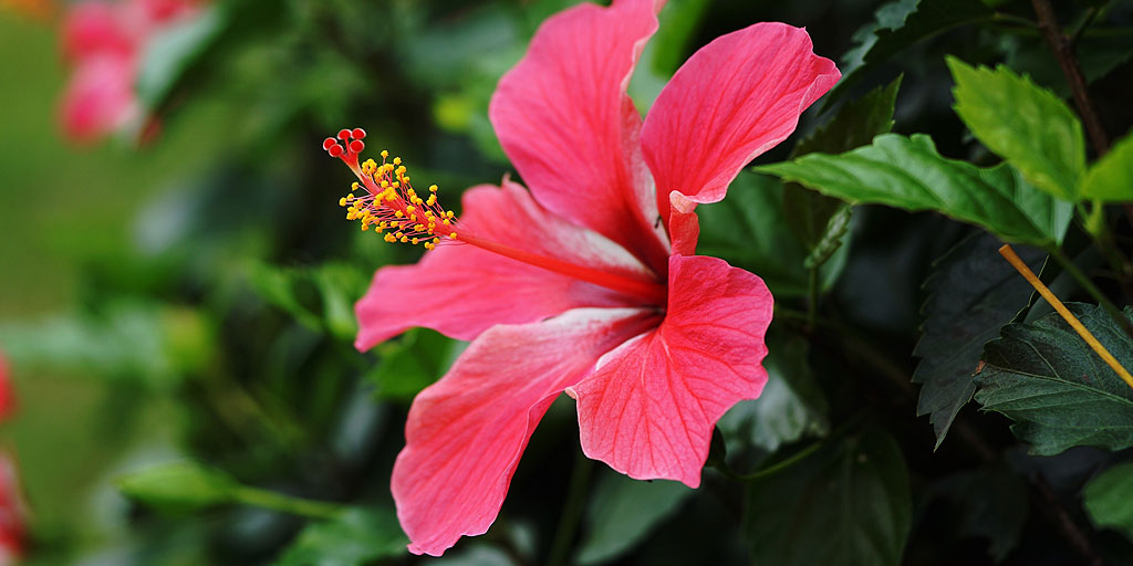 5 Reasons Why Hibiscus Deserves A Permanent Spot In Your Beauty Closet |  HerZindagi