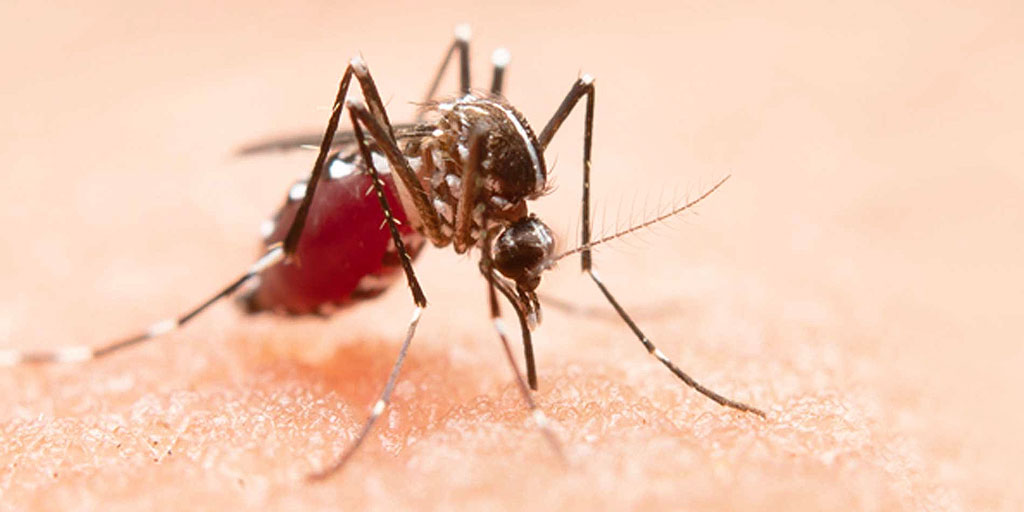 World Mosquito Day: Get Rid Of Mosquitoes At Home Using These Natural ...