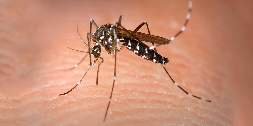 Kill Mosquitoes On The Spot With These 7 Fragrances -Kill Mosquitoes On ...