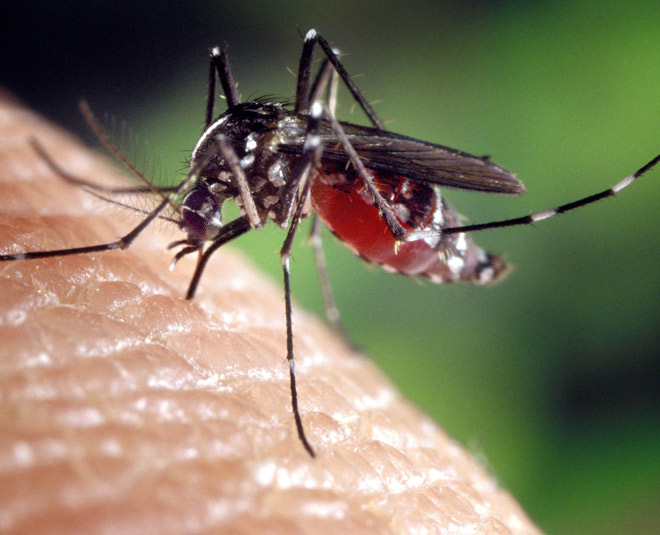 suffering from  dengue INSIDE 