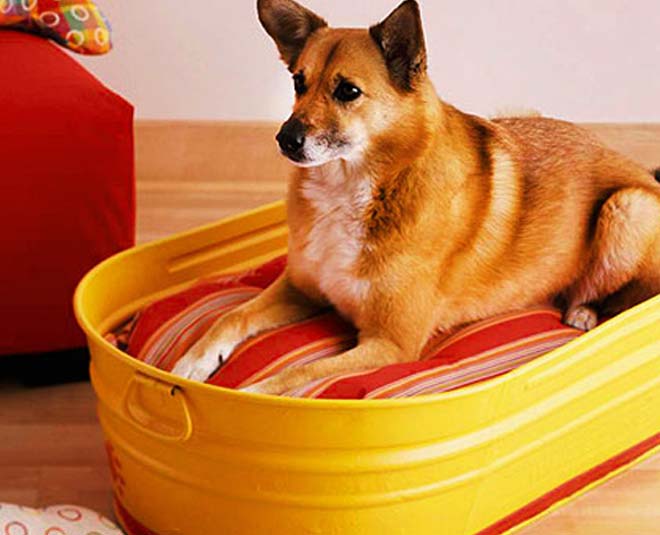 Как высушить легкое для собаки