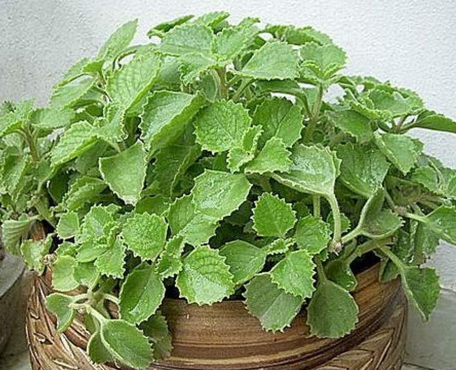 ajwain superfood health benefits