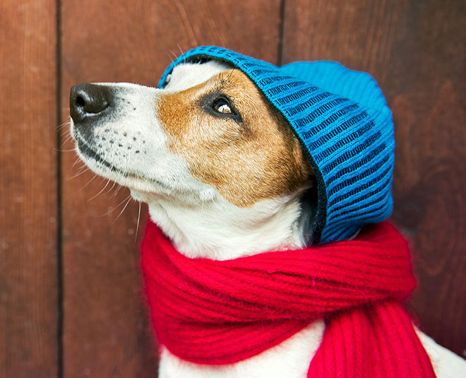 pet care during winter season ()