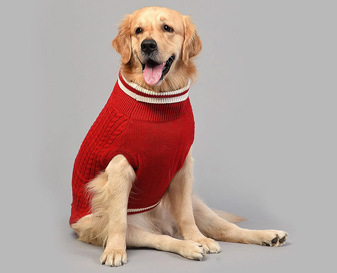 pet care during winter season ()