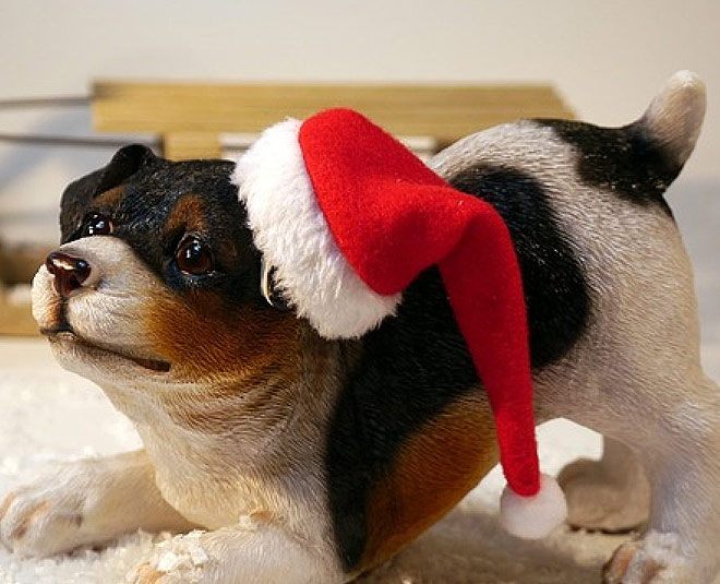 pet care during winter season