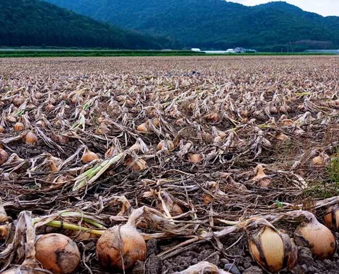 Some Interesting Facts About Onion In Hindi some interesting facts