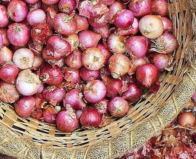 Some Interesting Facts About Onion In Hindi some interesting facts